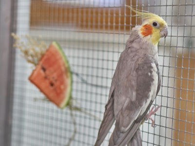 Wassermelone 1